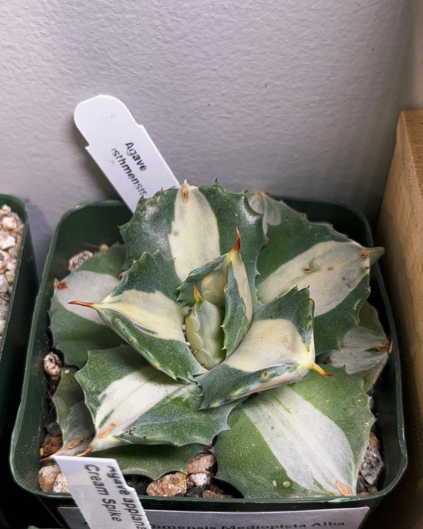 Agave Isthmensis F. Mediopicta Alba