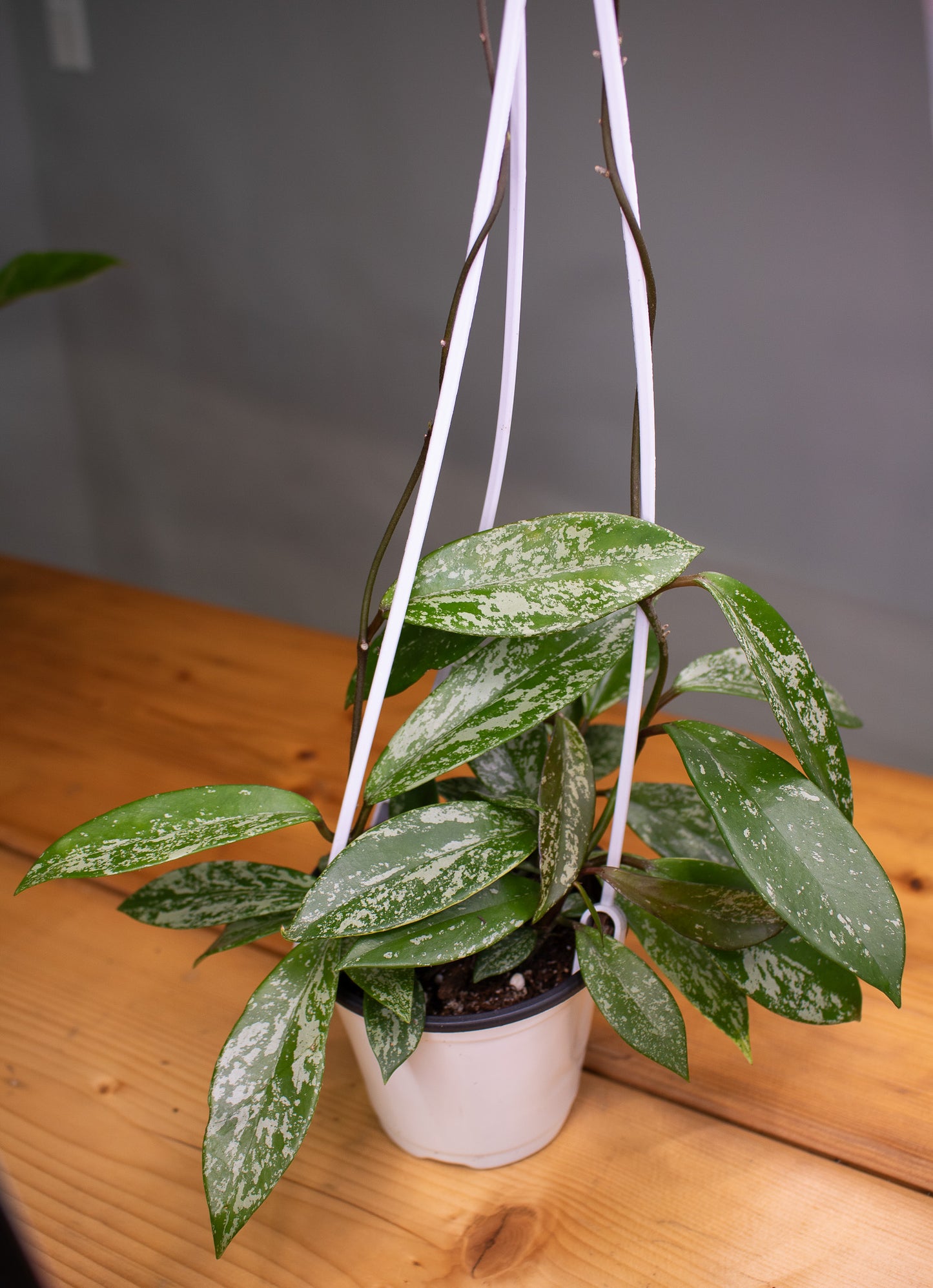 4" Hoya Pubicalyx Pink - Hanging Basket