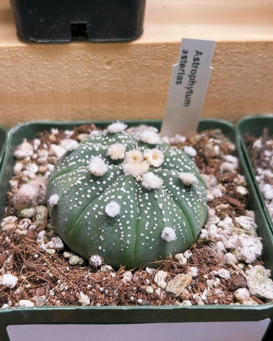 Astrophytum Asterias