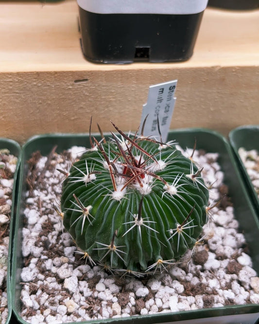 Stenocactus Multicostatus Brain Cactus