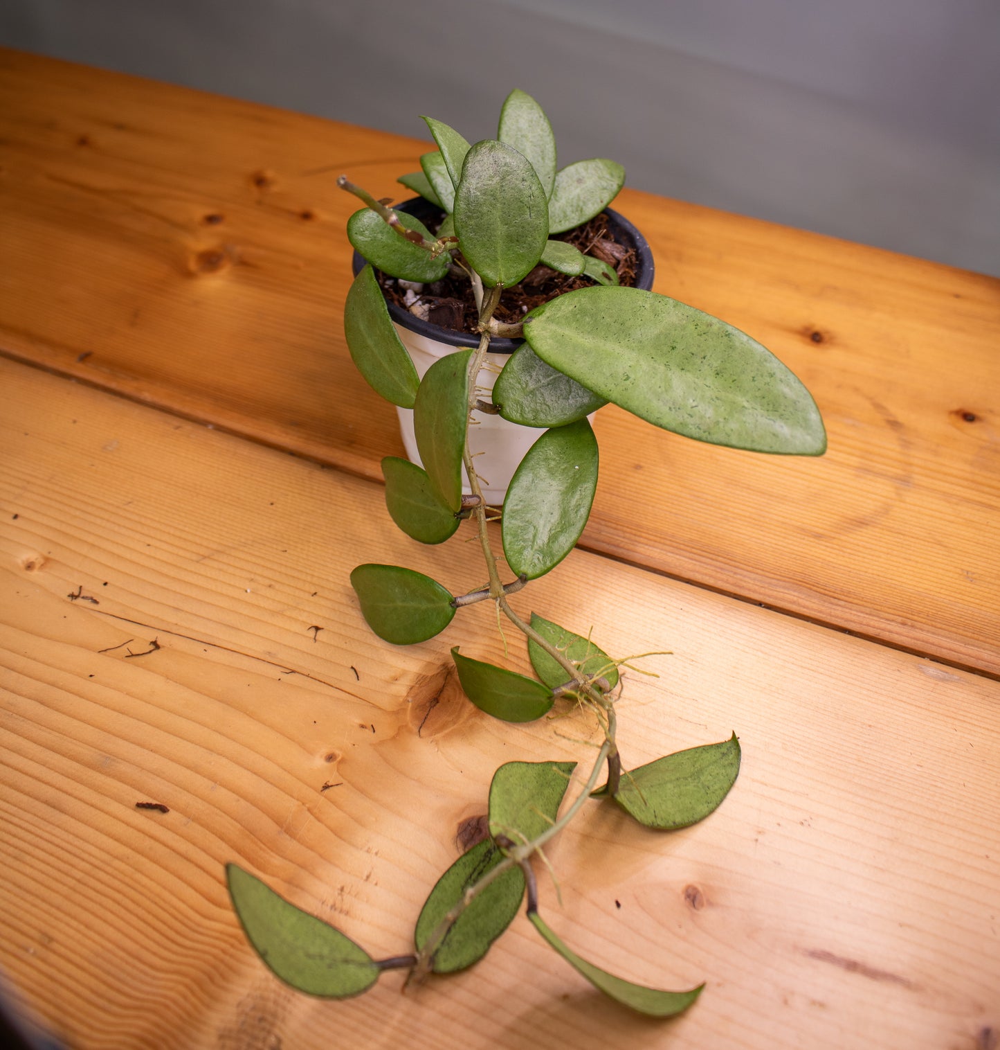 Hoya Silver Lady