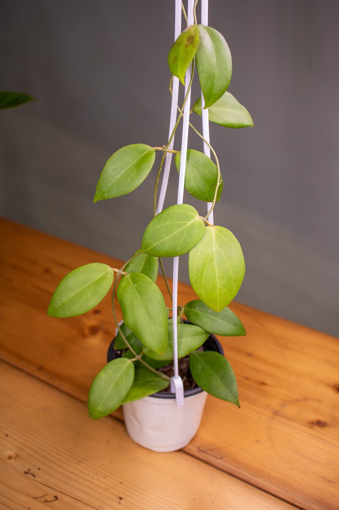 Hoya Cutis Porcelana