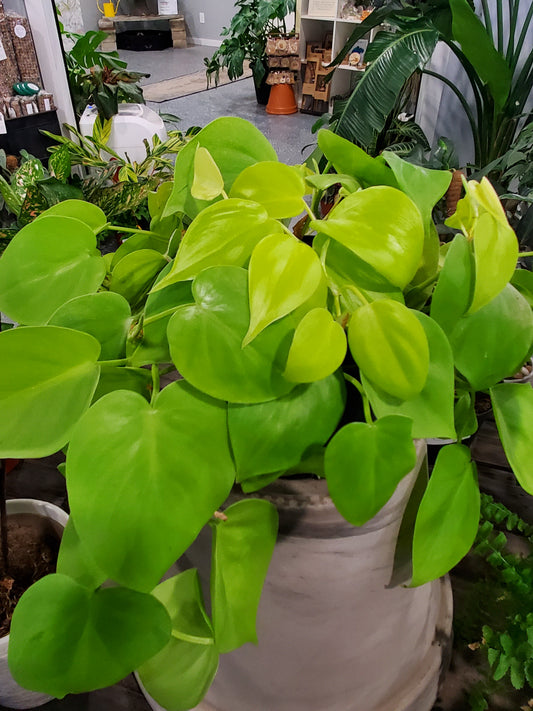 6" Philodendron Lemon Lime-6in