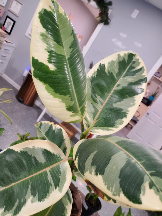 Ficus Elastica Tineke 17cm