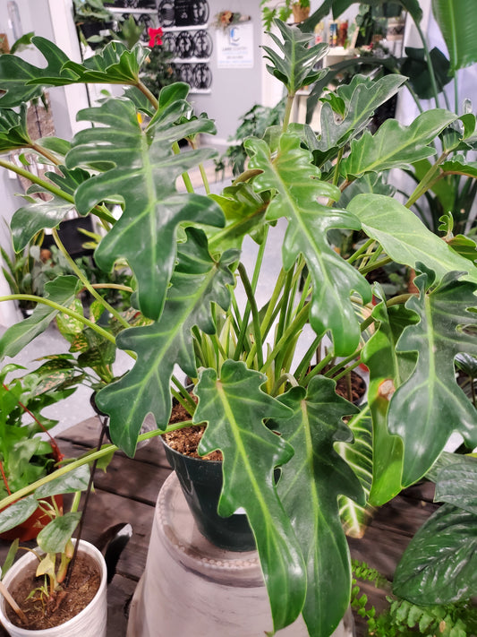 6" Philodendron Xanadu/ Deja Vu